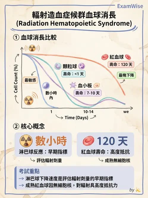 放射 - 全身性輻射效應 - AI 圖文解析預覽