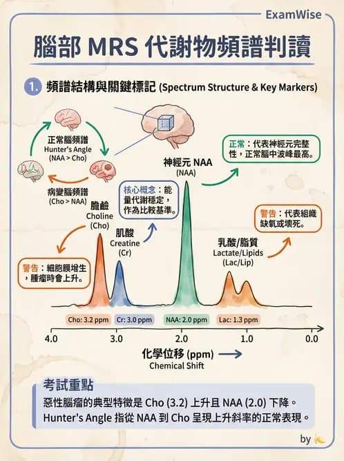 放射 - MRI脈衝序列與訊號技術 - AI 圖文解析預覽