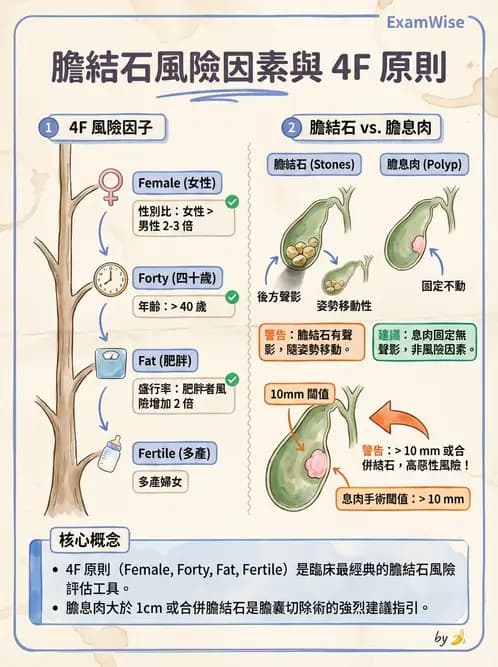 放射 - 膽胰脾超音波 - AI 圖文解析預覽