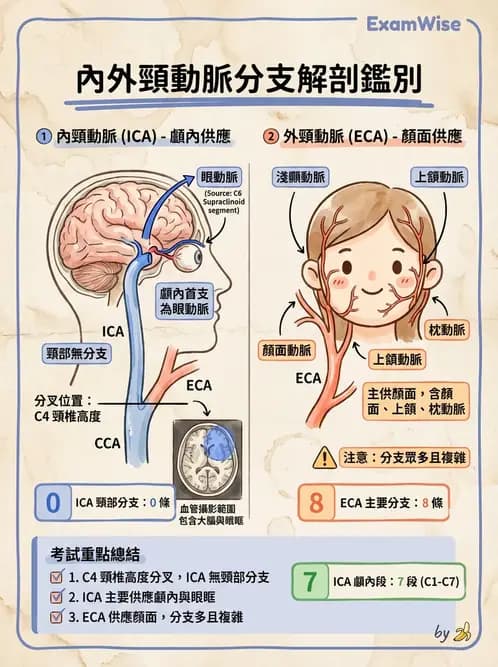 放射 - 血管攝影原理與解剖 - AI 圖文解析預覽