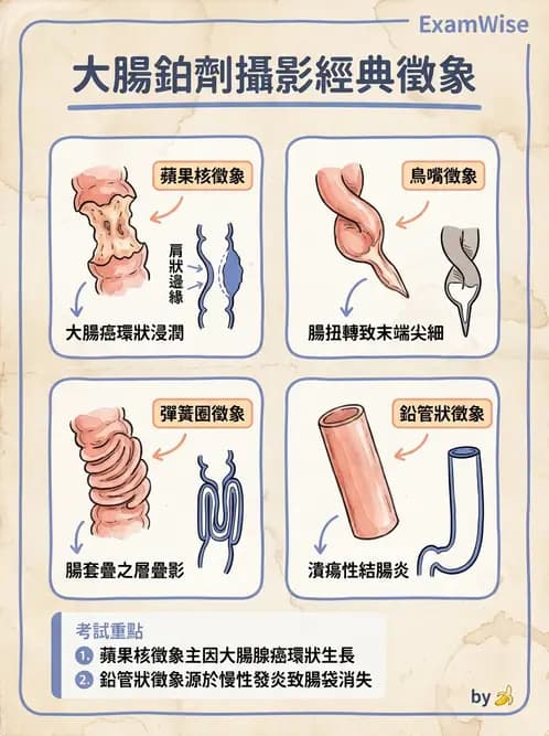 放射 - 消化道造影 - AI 圖文解析預覽
