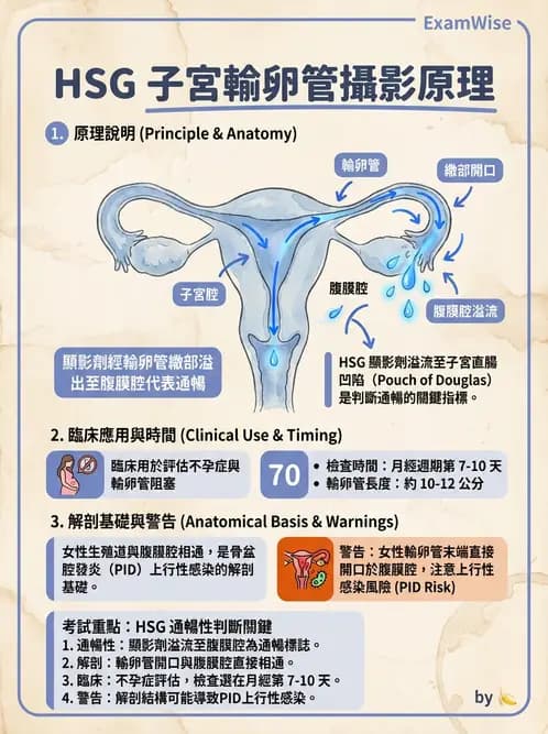 放射 - 泌尿生殖攝影 - AI 圖文解析預覽