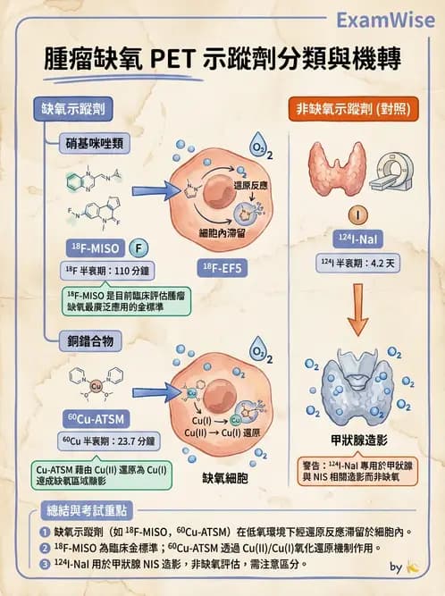 放射 - LET、RBE、OER與復氧效應 - AI 圖文解析預覽