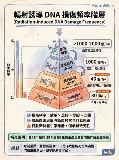 放射 - DNA傷害與修復 - AI 圖文解析預覽