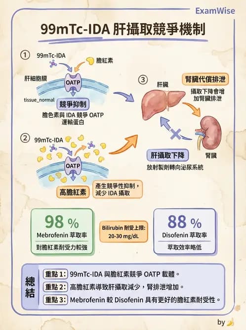 放射 - 肝膽造影 - AI 圖文解析預覽