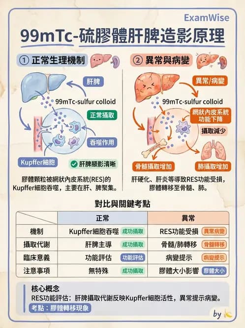放射 - 肝膽造影 - AI 圖文解析預覽