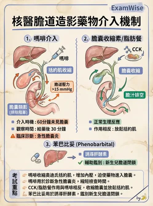 放射 - 肝膽造影 - AI 圖文解析預覽