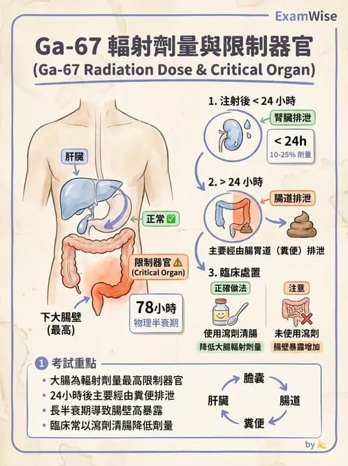 放射 - 體內吸收劑量 - AI 圖文解析預覽