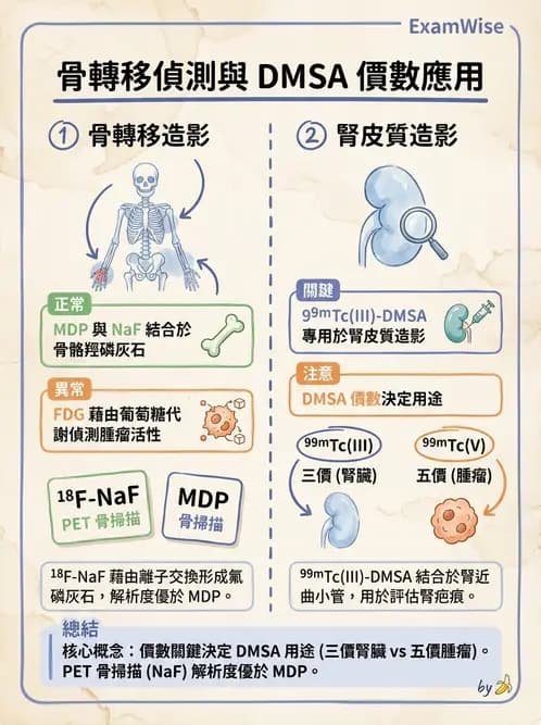 放射 - 骨骼造影 - AI 圖文解析預覽