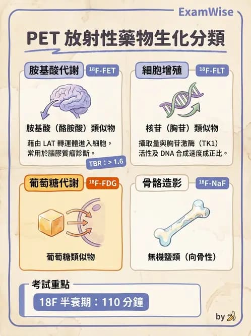 放射 - 腫瘤PET藥物 - AI 圖文解析預覽