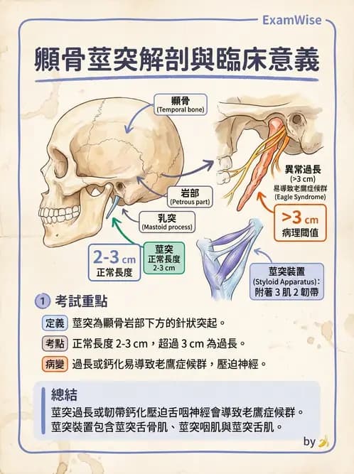 放射 - 骨骼系統 - AI 圖文解析預覽