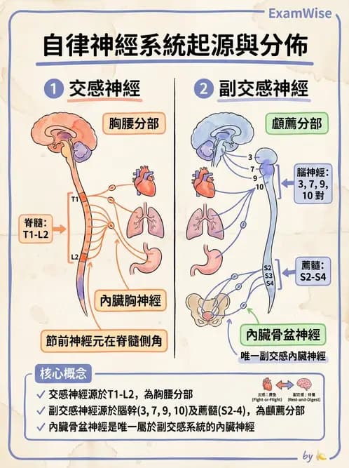 放射 - 自律神經系統 - AI 圖文解析預覽