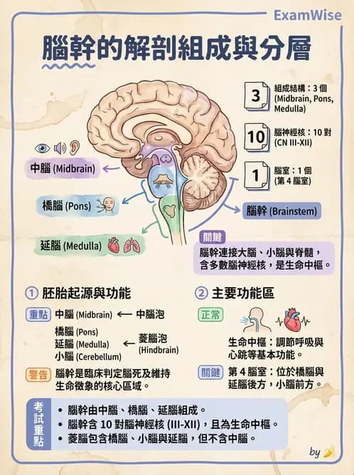 放射 - 腦幹、脊髓與腦室系統 - AI 圖文解析預覽