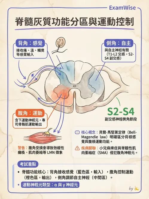 放射 - 腦幹、脊髓與腦室系統 - AI 圖文解析預覽