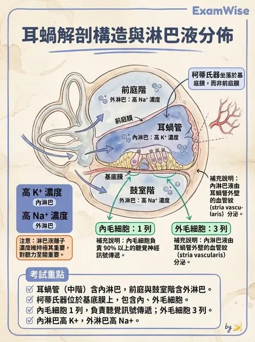 放射 - 特殊感官 - AI 圖文解析預覽