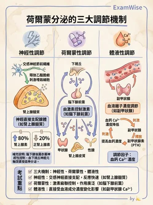 放射 - 內分泌系統 - AI 圖文解析預覽