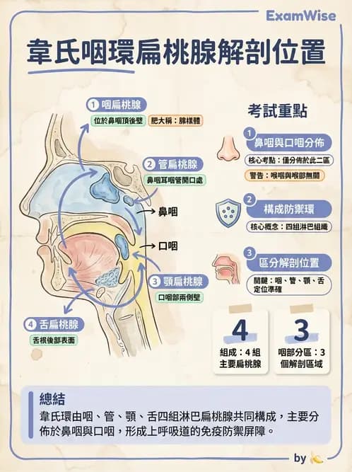 放射 - 淋巴及免疫系統 - AI 圖文解析預覽