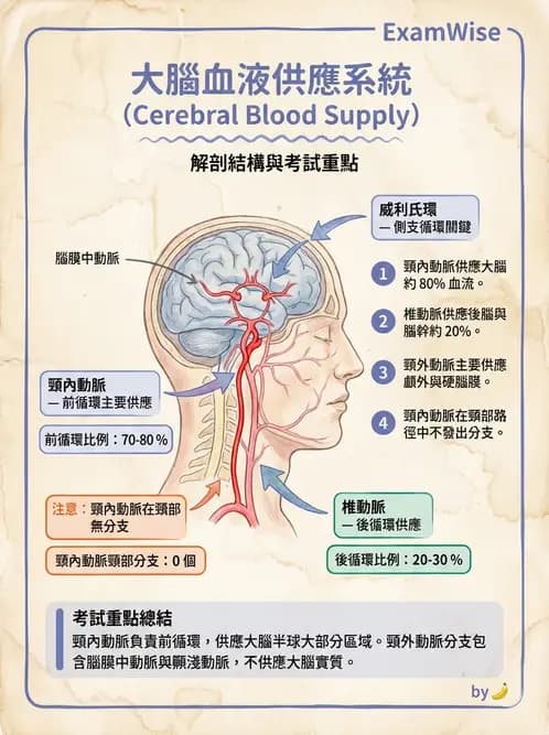 放射 - 血管 - AI 圖文解析預覽
