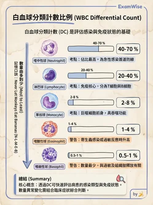 放射 - 血液及免疫生理 - AI 圖文解析預覽
