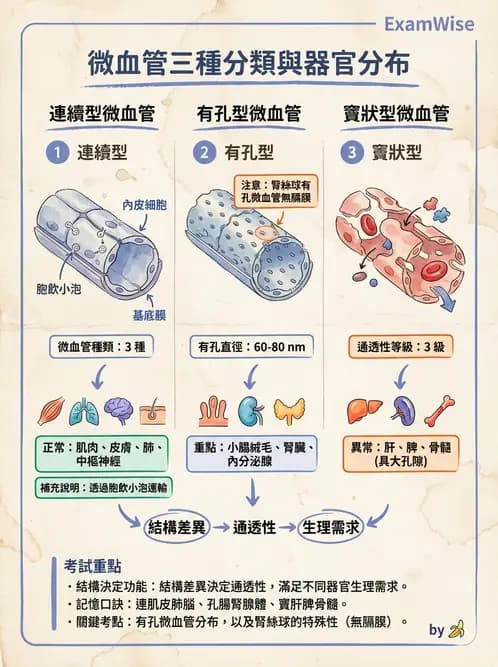 放射 - 血管 - AI 圖文解析預覽