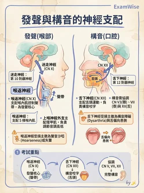放射 - 腦神經 - AI 圖文解析預覽