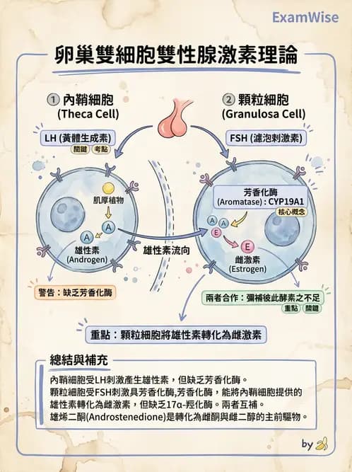 放射 - 生殖系統 - AI 圖文解析預覽