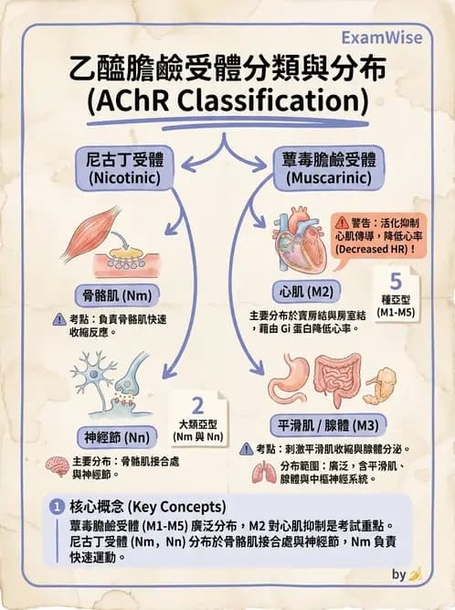 放射 - 神經生理 - AI 圖文解析預覽