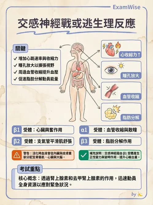 放射 - 神經生理 - AI 圖文解析預覽