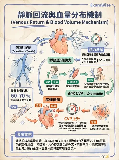 放射 - 心血管生理 - AI 圖文解析預覽