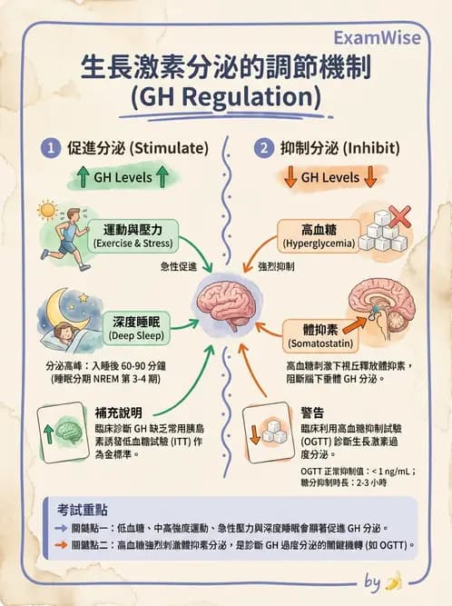 放射 - 內分泌生理 - AI 圖文解析預覽