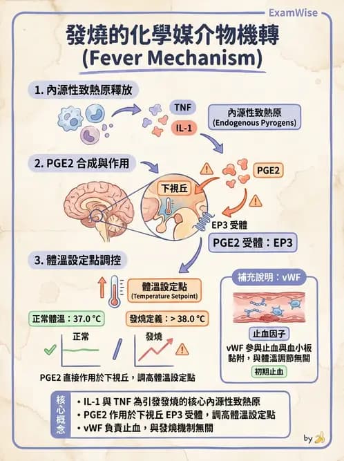 放射 - 感染、修復及其反應 - AI 圖文解析預覽