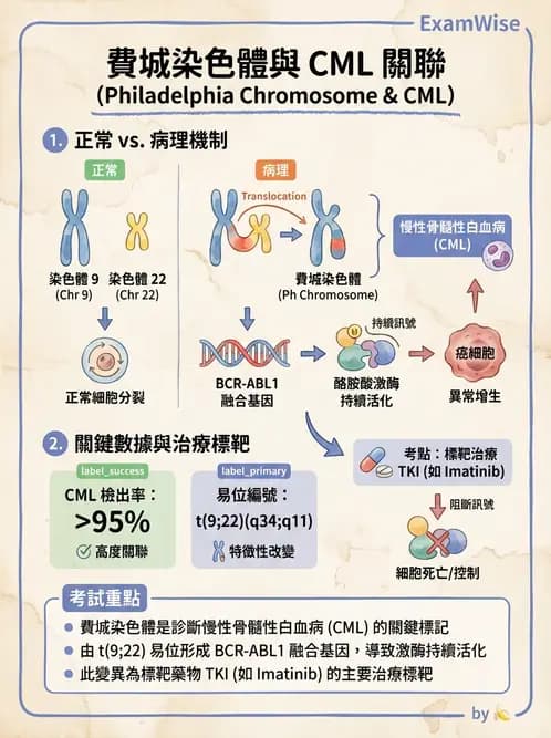 放射 - 造血及淋巴系統疾病 - AI 圖文解析預覽