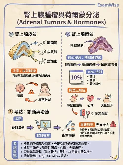 放射 - 內分泌系統疾病 - AI 圖文解析預覽