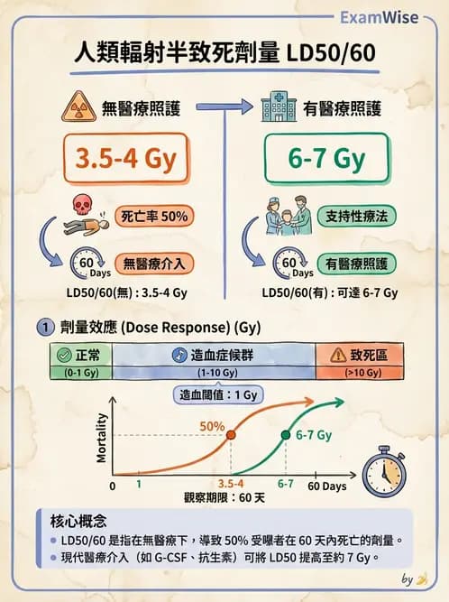 放射 - 全身性輻射效應 - AI 圖文解析預覽