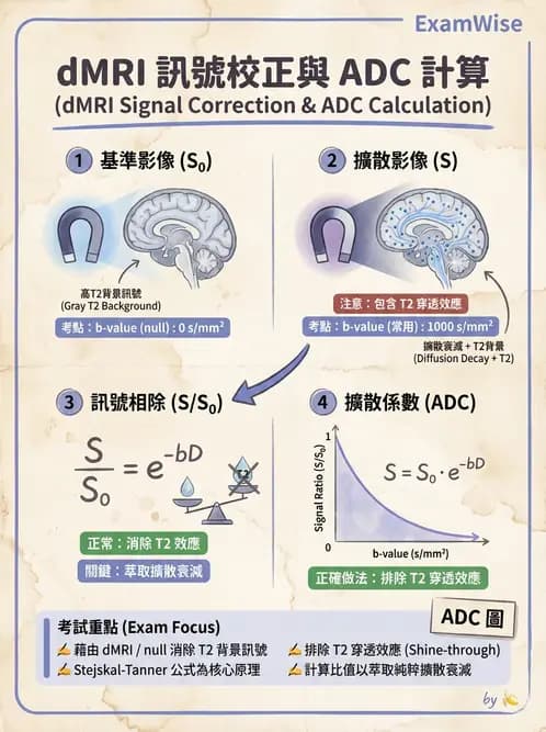 放射 - MRI基本物理與弛緩 - AI 圖文解析預覽