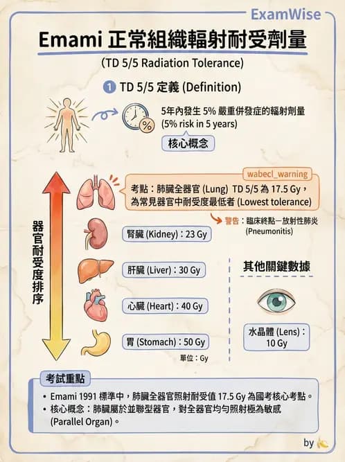 放射 - 組織與腫瘤輻射效應 - AI 圖文解析預覽