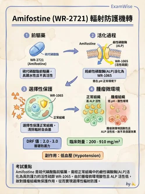 放射 - 輻射增敏與保護 - AI 圖文解析預覽