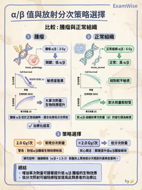 放射 - 時間劑量分次效應 - AI 圖文解析預覽