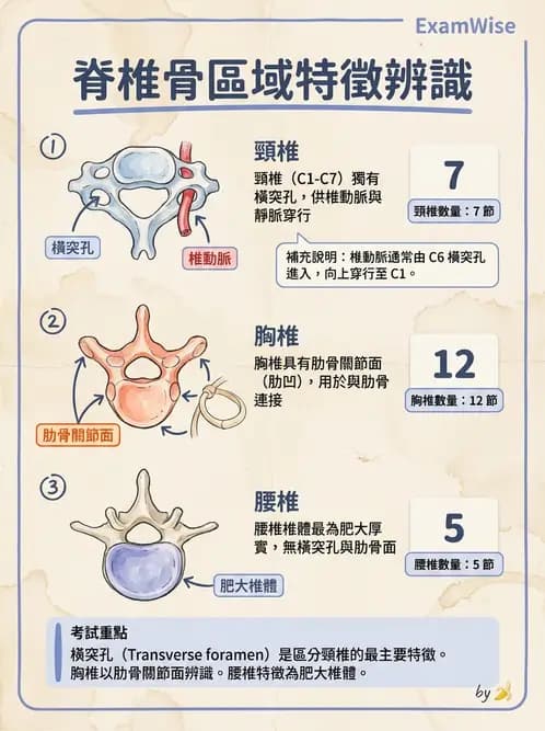 放射 - 骨骼系統 - AI 圖文解析預覽
