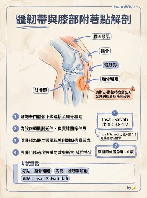 放射 - 骨骼系統 - AI 圖文解析預覽
