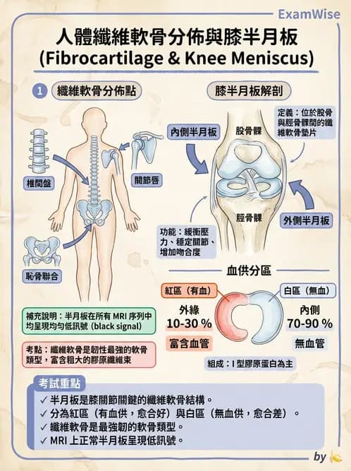 放射 - 骨骼系統 - AI 圖文解析預覽