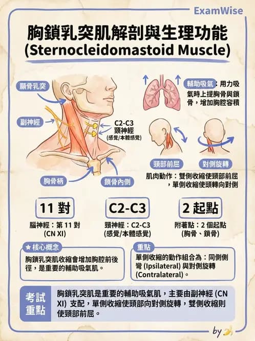 放射 - 軀幹、頸頭肌肉及肌肉組織學 - AI 圖文解析預覽