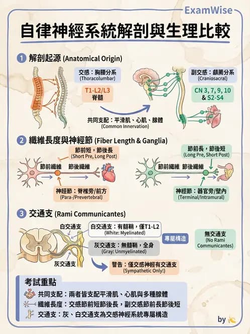 放射 - 自律神經系統 - AI 圖文解析預覽