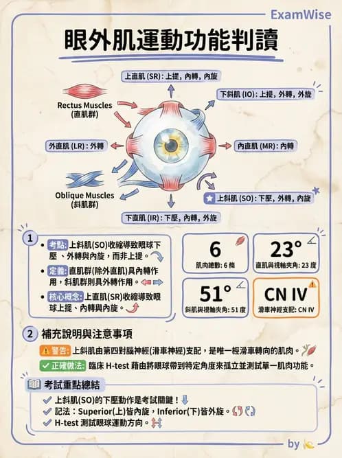 放射 - 特殊感官 - AI 圖文解析預覽