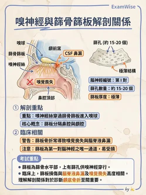 放射 - 特殊感官 - AI 圖文解析預覽