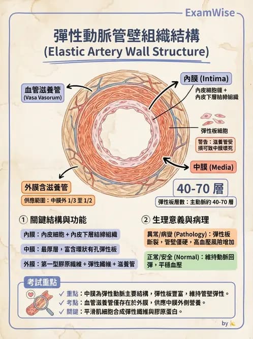 放射 - 血管 - AI 圖文解析預覽