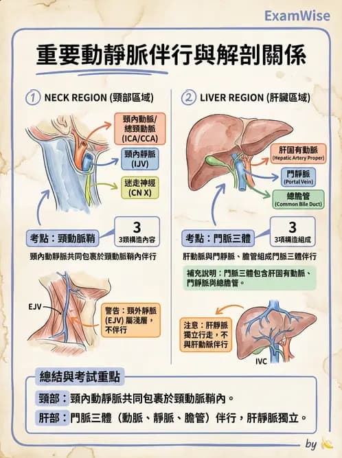 放射 - 血管 - AI 圖文解析預覽