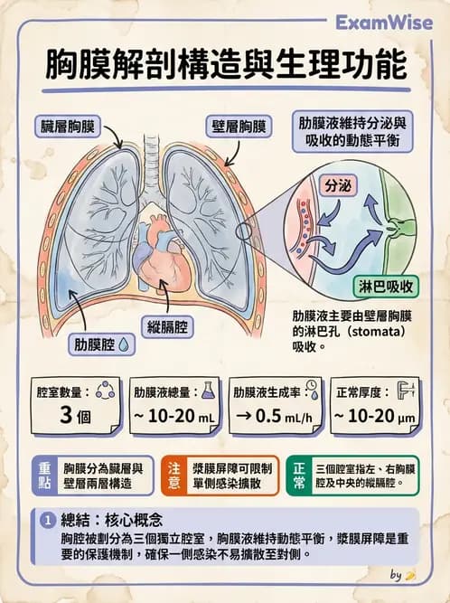 放射 - 呼吸系統 - AI 圖文解析預覽