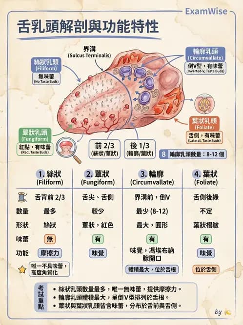 放射 - 消化系統 - AI 圖文解析預覽