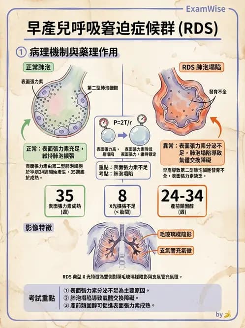 放射 - 呼吸生理 - AI 圖文解析預覽
